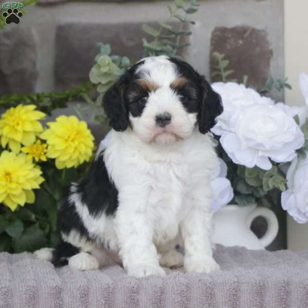 Finn, Cavapoo Puppy